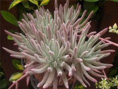 海瑟仙女杯 Dudleya virens ssp. hassei