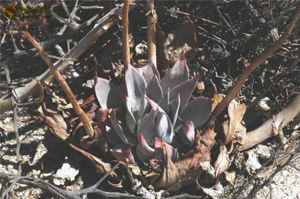 阿瑞左尼卡 Dudleya arizonica