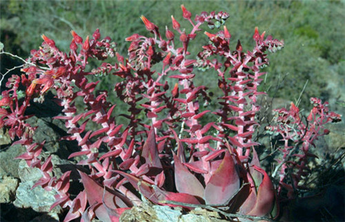 阿瑞左尼卡 Dudleya arizonica