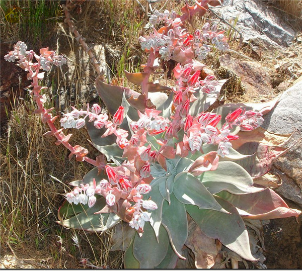 阿瑞左尼卡 Dudleya arizonica