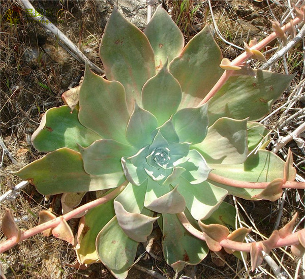 阿瑞左尼卡 Dudleya arizonica