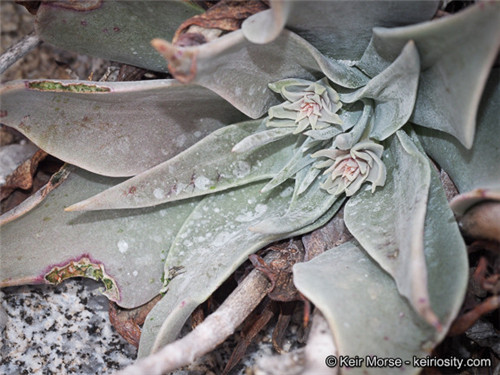 阿瑞左尼卡 Dudleya arizonica