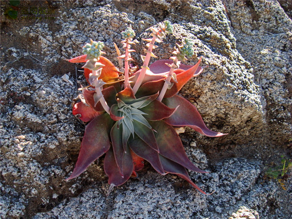 阿瑞左尼卡 Dudleya arizonica