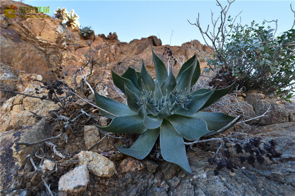 阿瑞左尼卡 Dudleya arizonica