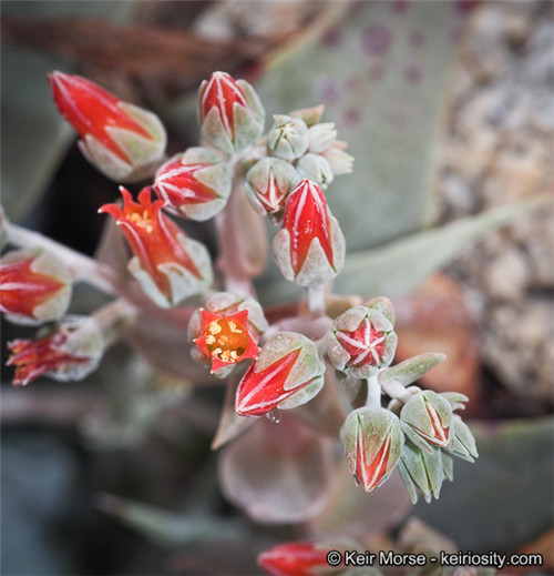 阿瑞左尼卡 Dudleya arizonica